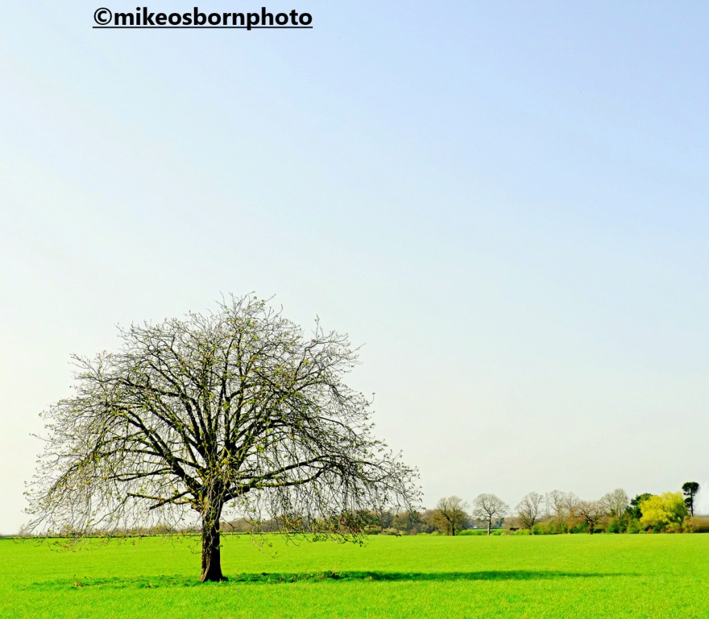 A solo tree near Dunham Massey, Cheshire