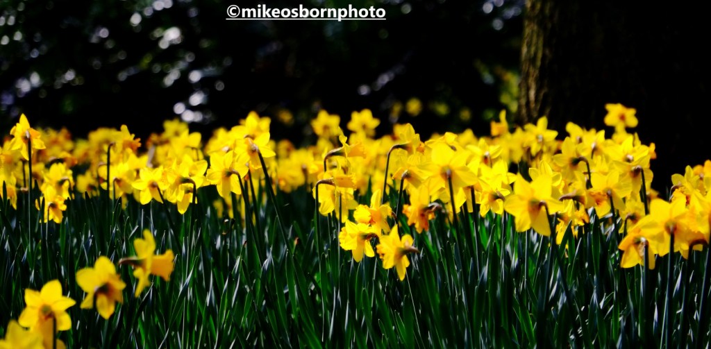 Buttery yellow daffodils at Dunham Massey, Cheshire