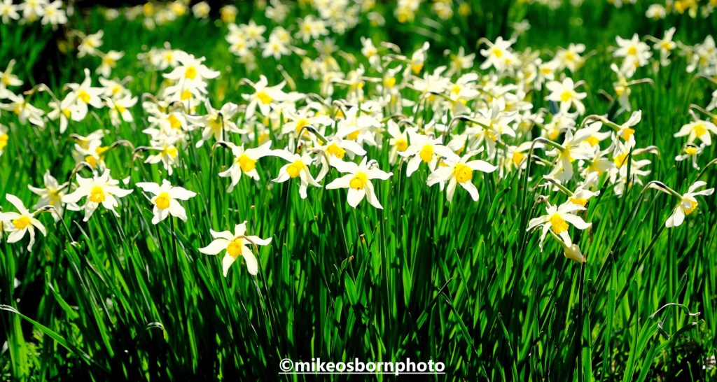 White and yellow daffodils at Dunham Massey, Cheshire