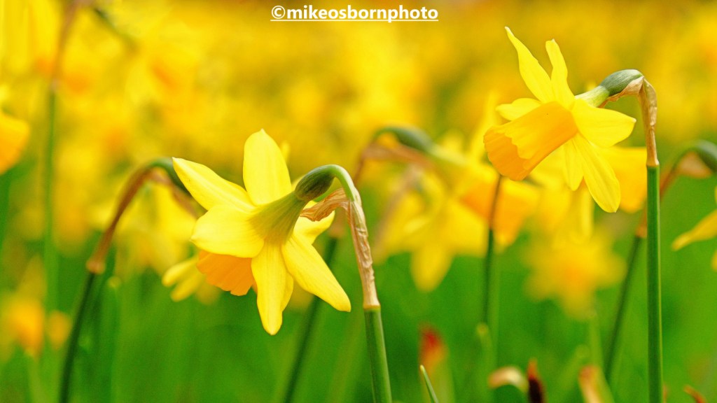 Daffodils in Parsonage Gardens' Manchester