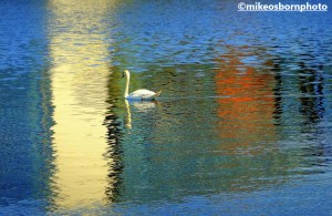 A lone swan and reflections in the Manchester Ship Canal