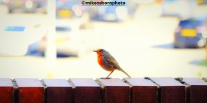 Robin next to a car park in Manchester city centre