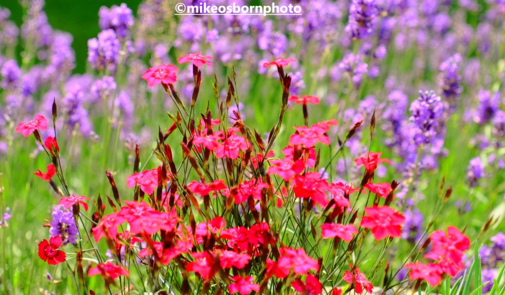 Lavender and scarlet blooms in formal garden at Shugborough Hall