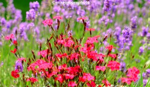 Lavender and scarlet blooms in formal garden at Shugborough Hall