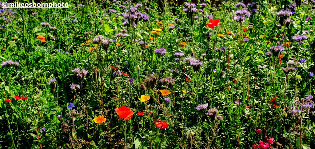 Wildflower patch in garden on Shugborough estate