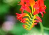 Crocosmia flower at Walkden Gardens, Manchester