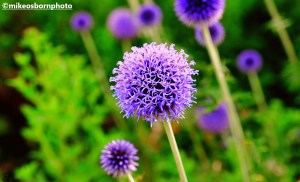 Aliums at Bodnant Garden, Wales