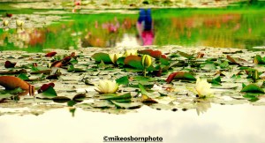 A lilypond at Bodnant Garden, Wales