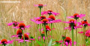 Vibrant pink daisies at Bodnant Garden, Wales
