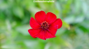 A single scarlet bloom at Bodnant Garden, Wales