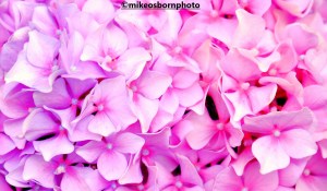 Vibrant pink hydrangea at Bodnant Garden, Wales