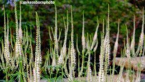 Tall, thin white blooms at Bodnant Garden, Wales