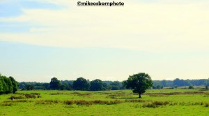 Meadow at Worsley in Salford