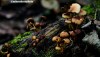 Fungi growing on a log in Worsley woods