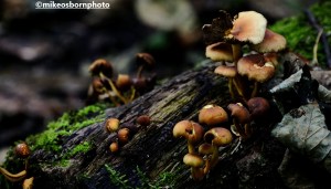 Fungi growing on a log in Worsley woods