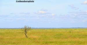 A lone tree on grassland at Spurn Point, East Yorkshire