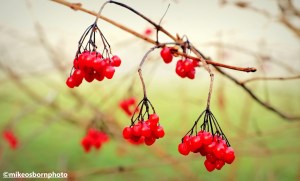 Bright red berries on a foggy December morning