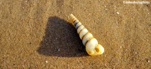 A spiral sea shell on the sands of Formby Beach, Merseyside