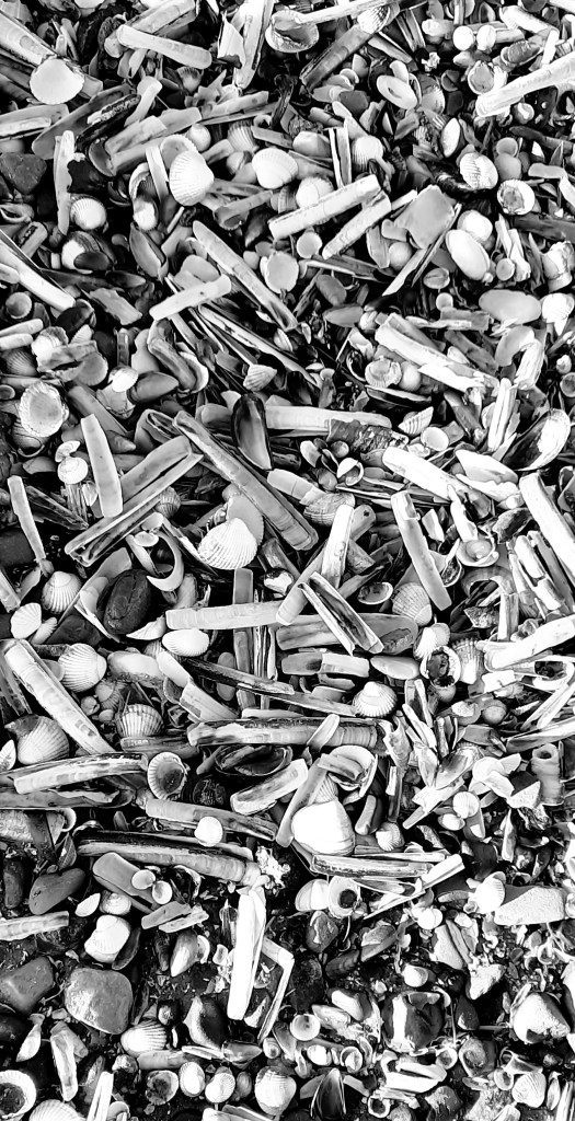 Shells on New Brighton Beach