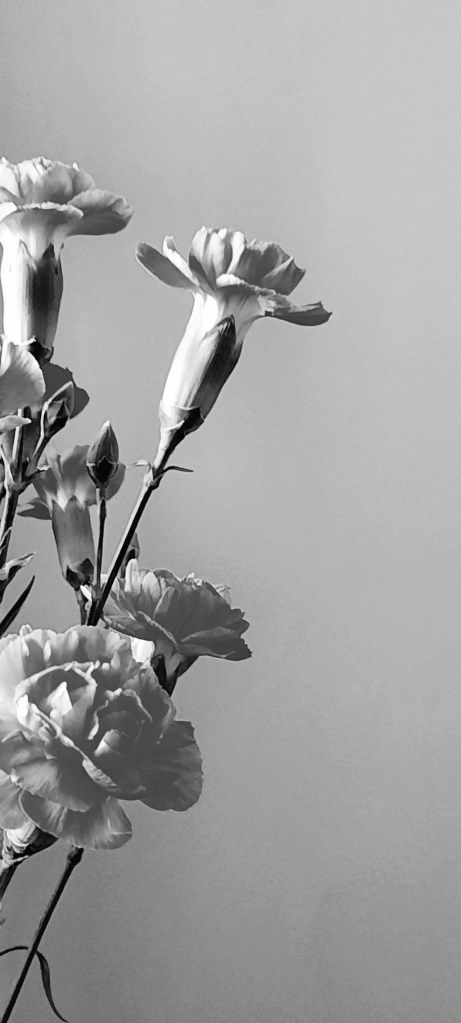Carnations shot in black and white