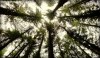 Canopy of trees near Entwistle Reservoir, Lancashire