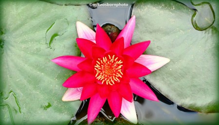 Water lily bloom at Terra Nostra gardens, Azores