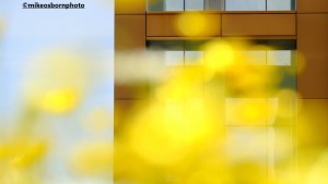 Yellow hazed created by buttercups on wildflower roundabout in Manchester