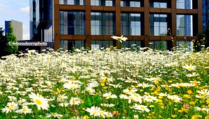 Crown Street high rise and wildflowers in Manchester