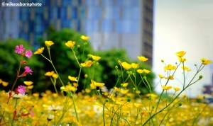 Buttercups on roundabout with Deansgate Square, Manchester, in background