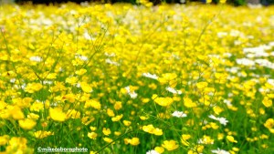 Swathe of buttercups and wildflowers on traffic roundabout in Manchester