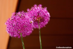 Aliums in urban area of central Manchester