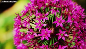 Close-up of an alium flower
