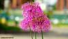 Alium flowers in an urban area of central Manchester