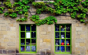 Shop windows and wall vines at Hebden Bridge, West Yorkshire