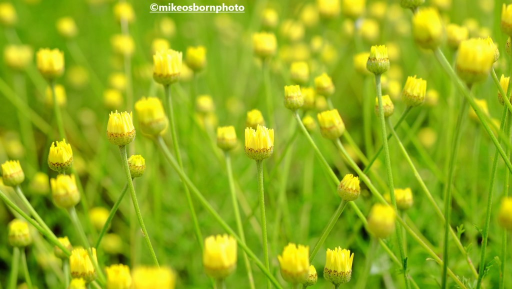A sea of yellow buds at Salford's RHS Bridgewater garden