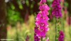 Wild foxgloves at RHS Bridgewater woodllands