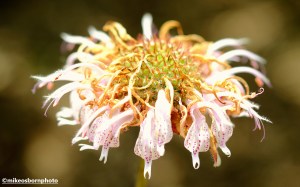 Flower with tiny mauve dots at RHS Bridgewater garden