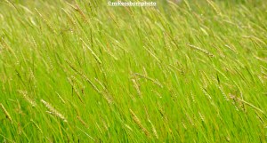 Meadow grass in the breeze at RHS Bridgewater Salford