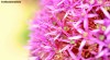 Pink head of alium at RHS Bridgewater in Salford