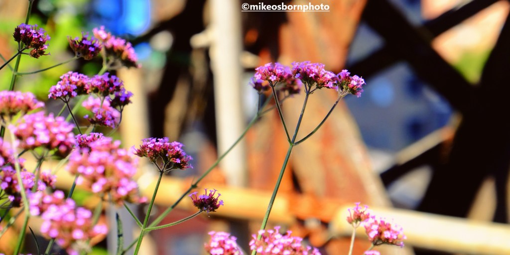 Summer flowers flourish among the rusted metal of Castlefield Viaduct