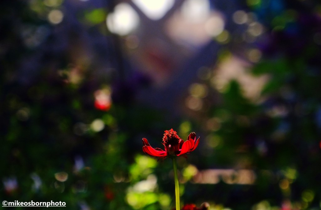 Blooms and beautiful sunlight captured on the sky garden at Castlefield Viaduct, Manchester
