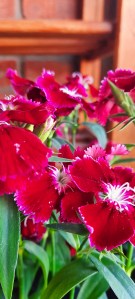 Dianthus growing on a balcony in Castlefield, Manchester