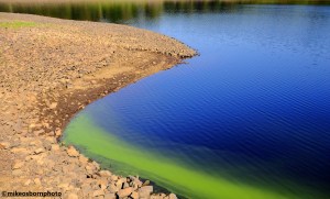 Green blooms of algae in Entwistle Reservoir, Lancashire, UK