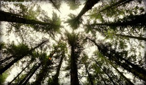 Looking up into the fir trees near Entwistle Reservoir in Lancashire