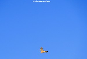A kite hovers in the air on the Wirral coast in the UK