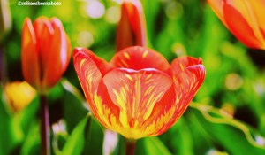 A red tulip with yellow markings in full bloom at RHS Bridgewater, Salford.
