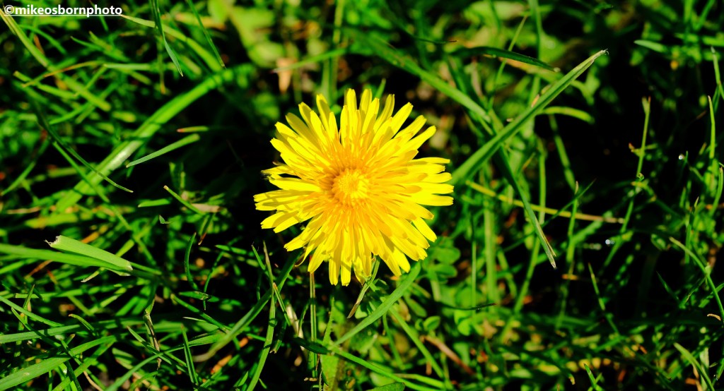 A single Dandelion flower blooming amongst the grass.