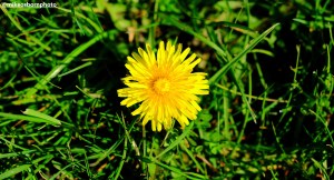 A single Dandelion flower blooming amongst the grass.