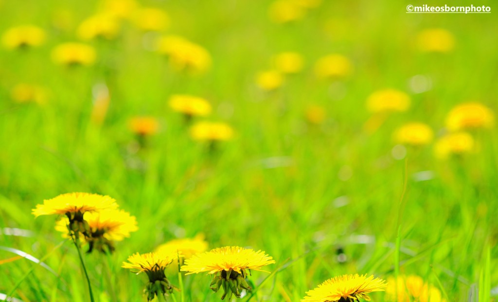 A grass meadow peppered with clumps of bright yellow Dandelion flowers.