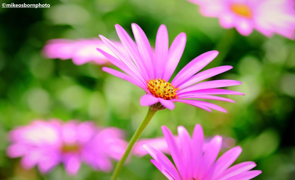 Pale pink daisies bloom in a glasshouse at RHS Bridgewater, Salford.